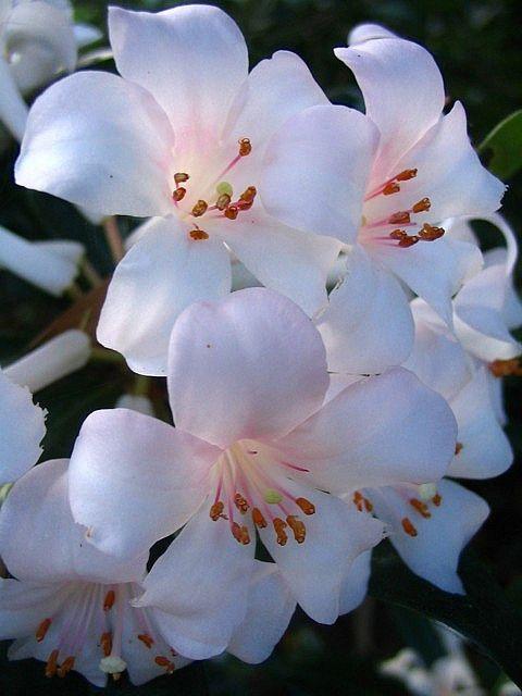Celestial Whispers: Starlit Blossom Fusion